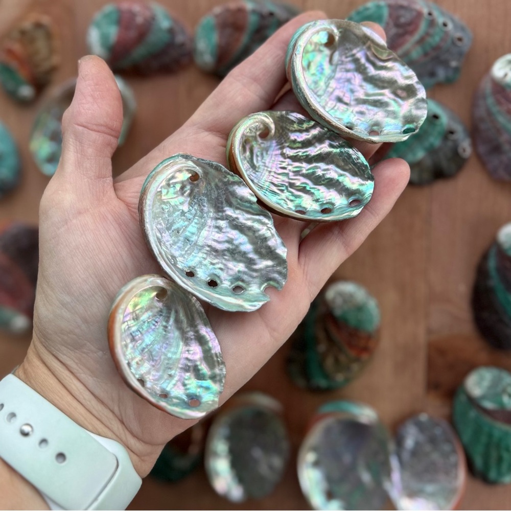 Real ABALONE Shells Polished Nautical DIY Crafting Decor Coastal Mixed Bulk lot